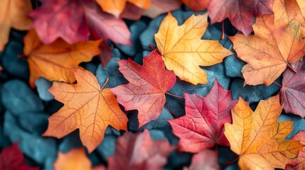 Obraz premium Autumn Maple Leaves Background