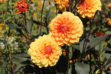 orange dahlia flower