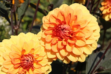orange dahlia flower closeup