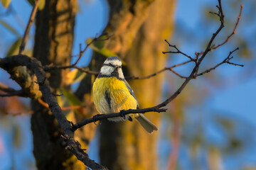 Eurasian Blue Tit perched on a branch in the morning light