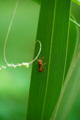 bug on leaf: ant sitting on green leaf