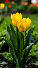 Obraz premium Vibrant yellow tulips blossoming in a lush garden setting.