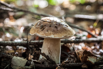 ein Steinpilz im Wald