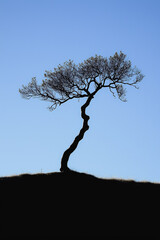 A tree is silhouetted against a blue sky. The tree is tall and thin, with a long trunk. The sky is clear and bright, with no clouds in sight. Concept of solitude and peacefulness