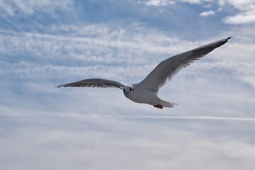Bodensee,  M&ouml;we im Flug
