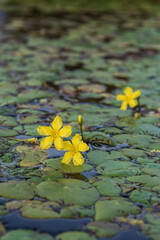 bolotnotsvetnik shield-leaved, blooming in the pond