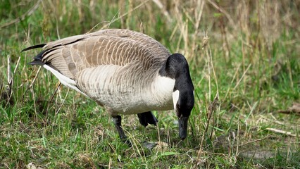 Graceful Goose Standing On Lush Green Grass By The Edge Of A Serene River, Surrounded By The Beauty Of Nature, Creating A Peaceful And Idyllic Scene That Showcases Harmony Between Wildlife And Its Hab