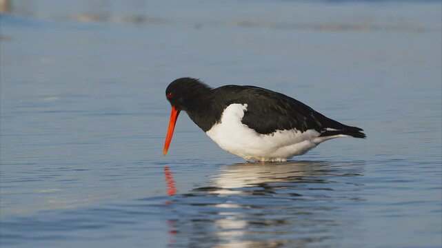 貝を掘り出して食べるミヤコドリ (音声あり)