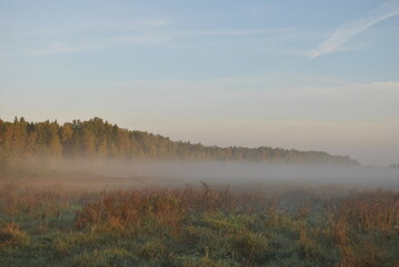 morning mist in the forest