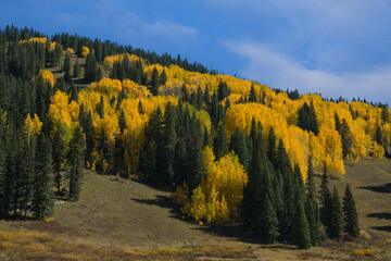 Beautiful Autumn Color in the Colorado Rocky Mountains. Golden Aspen Trees on a hillside.