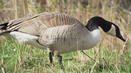 A Graceful Goose Stands On The Grassy Shoreline Beside A Tranquil Body Of Water, Capturing The Serene Beauty Of Nature And Wildlife In Its Peaceful Habitat.