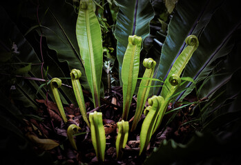 Exotic tropical ferns with shallow depth of field. Green spring, Beautiful background, Abstract green color. young Bird's nest fern leaves.