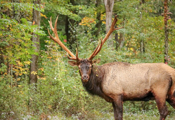 Huge Elk Bull Royal Imperial Monarch Antlers Autumn Rut 