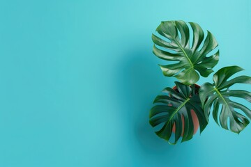 Monstera leaves on a turquoise background in a bright indoor setting