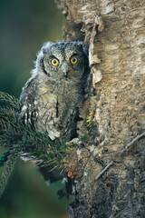 A curious owl perched on a tree branch in a tranquil forest during the early morning light
