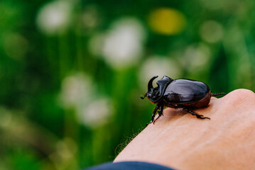 Black rhinoceros beetle with horns sits on a hand in a blue shirt, against green foliage. The shiny insect looks curious and peaceful, showing nature's delicate beauty