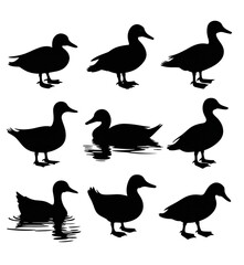 Set of black duck silhouette animal vector illustration on white background 