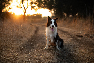 Fototapeta premium A border collie sitting on a dirt path at sunset in a rural area