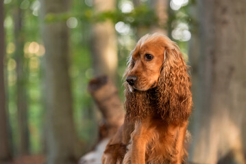 Cocker spaniel angielski w jesiennym lesie, portret.  © Elżbieta Kaps