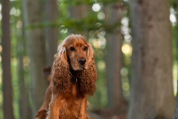 Cocker spaniel angielski w jesiennym lesie, portret.  © Elżbieta Kaps