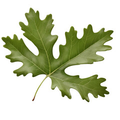 Fototapeta premium Vibrant Green Oak Leaf Isolated, Ai Generation