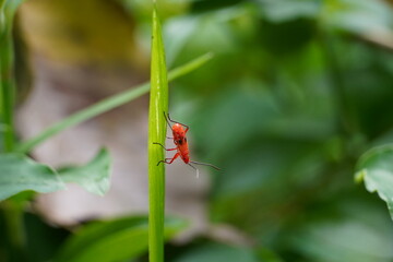 ladybug on a leaf