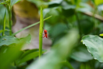 ladybird on a plant