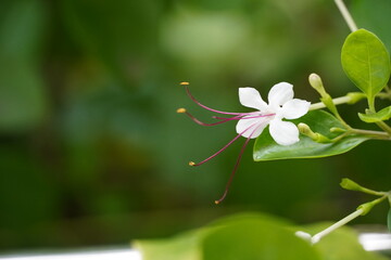 The elegance of simplicity is beautifully captured in this white flower, standing tall with its long stem. A reminder that beauty often lies in the understated