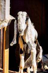 Portrait of white Nubian goat with long ears, looking at camera. Close-up wildlife concept. Vertical photo