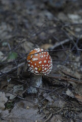 amanita muscaria fly agaric