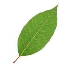 Obraz premium Close-up of a green leaf isolated, Ai Generation