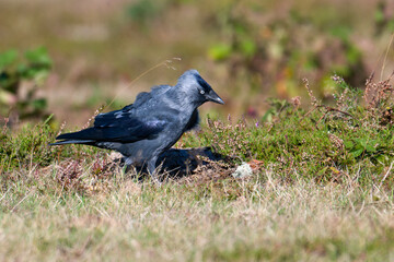 Dohle bei der Futtersuche im Herbst auf einer Wiese