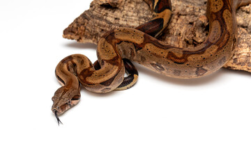Boa Constrictor Snake Isolated on White Background - Stock Photo of Exotic Wildlife