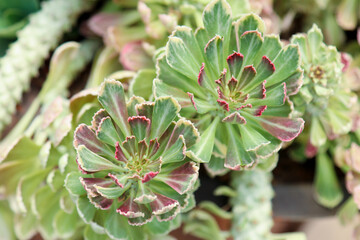 Fototapeta premium Euphorbia ritchiei, also known as Monadenium ritchiei, is a beautiful clump-forming succulent with a thick fleshy rootstock and erect or decumbent stems.