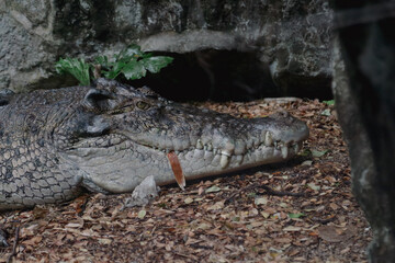 Crocodiles (family Crocodylidae) or true crocodiles are large semiaquatic reptiles