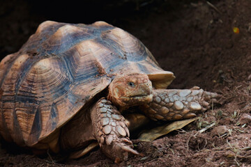 The African spurred tortoise (Centrochelys sulcata), also called the sulcata tortoise.