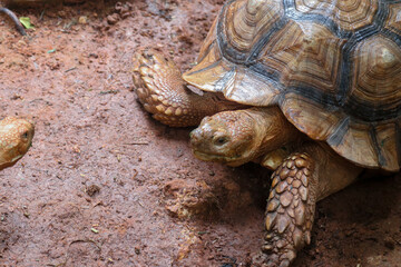 The African spurred tortoise (Centrochelys sulcata), also called the sulcata tortoise.