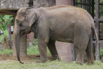 Elephants are the largest living land animals.