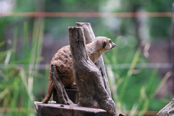 The meerkat (Suricata suricatta) or suricate is a small mongoose found in southern Africa.