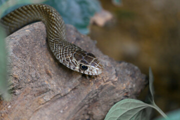 Ptyas mucosa, commonly known as the Oriental rat snake, dhaman or Indian rat snake, is a common non-venomous species of colubrid snake found in parts of South and Southeast Asia
