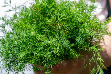 A large bunch of curly dill, illuminated by bright sunlight