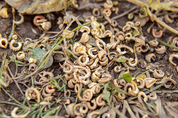 Dry calendula seeds on ground. Ripe dried seeds of garden flowers