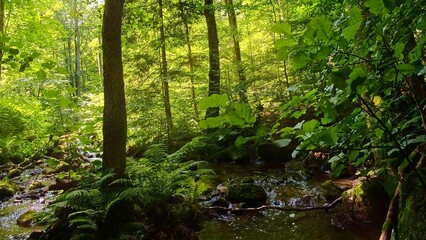 idyllischer Wildwasserbach im grünen lichtdurchflutetem märchenhaftem Wald mit moosbedeckten Felsen, Bäume, Pflanzen, Sonnenlicht, Erholung, Landschaft, wandern, Idylle
