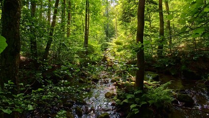 Fototapeta premium idyllischer Wildwasserbach im grünen lichtdurchflutetem märchenhaftem Wald mit moosbedeckten Felsen, Bäume, Pflanzen, Sonnenlicht, Erholung, Landschaft, wandern, Idylle 