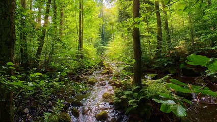 idyllischer Wildwasserbach im grünen lichtdurchflutetem märchenhaftem Wald mit moosbedeckten Felsen, Bäume, Pflanzen, Sonnenlicht, Erholung, Landschaft, wandern, Idylle

