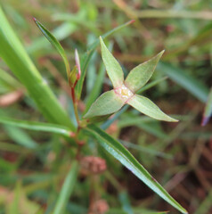 日本で秋にヒレタゴボウが黄色い花を咲かせています