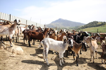 Obraz premium Cabra Payoya Sierra de Cádiz 