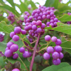 日本で秋にコムラサキが紫色の実をつけています