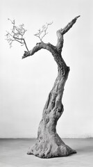 Contrasting black and white images, dry trees, dull light.
