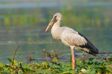 Asian Openbill Stork on the ground 